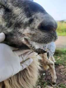 Symptome Blauzungenkrankheit