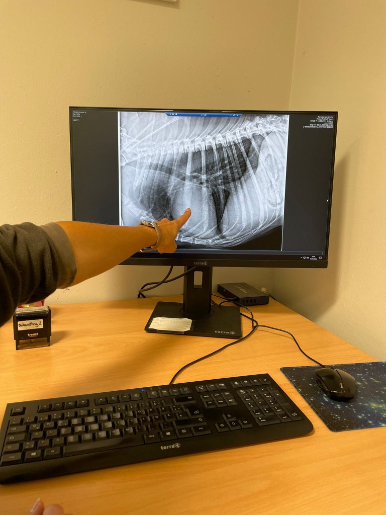 Tierärztin zeigt auf Roentgenbild