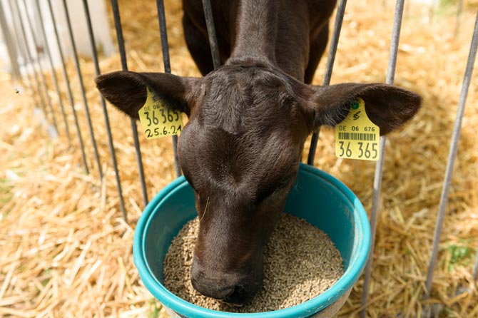Kalb nimmt Futter aus dem Fütterungseimer auf